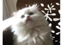 Pamuk prenses british longhair