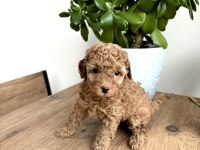 Aileden Red Toy Poodle Dişi Çok Uyguna Aşılı