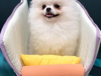 Ayı Surat Pomeranian Yavru Köpekler