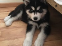 Mavi Boncuk Husky Kimdeyse Benim Gönlüm Ondadır