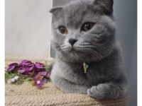 Ücretsiz kedimiz antalya merkez