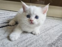 Scottish Straight Erkek Bebeklerim