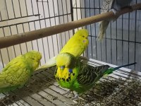 Eşe Hazır Show Jumbo Muhabbet Kuşu