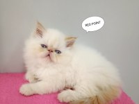 İran Persian Sıfır Burun Mavi Göz