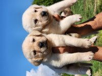 A kalite labrador yavrularımız