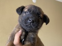 A Kalite Belçika Kurdu Yavrularım