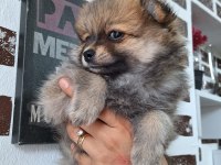 Pomeranian boo orjinal teddy