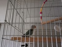 Sevda Cennet Papağanı