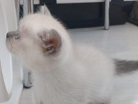 Teslime Hazır Bluepoint Yavru Kedimiz