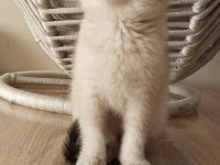 2.5 Aylık Dişi British