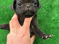 40 Günlük Pug Mops Yavrular