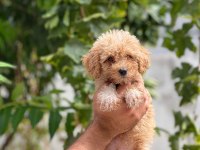 Sevimli maltipoo yavrularımız