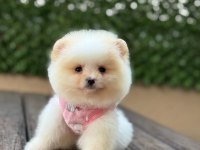 Pomeranian Bebekler Büyümez Garantili
