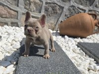 Yeşil göz izabella erkek efsane french bulldog