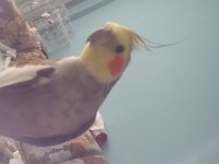 Erkek Sultan Papağanı Kayıp İlanı