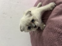 Scottish Fold Blue Point Bebekler