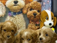 Tüy Dökmeyen Maltipoo Yavrular