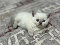 Sağlıklı Safkan Oyuncu British Shorthair Yavrular