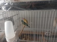 Anaç Damızlık Özel Renk İspinoz