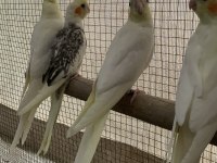 Ele alıştırmalık sultan papağanı bebekler