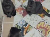 Yetiştirici Olmak İsteyenler İçin Bir Dişi Bir Erkek British