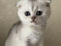 Dişi ve erkek 55 günlük scottish ve british yavru kediler