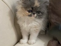 50 Gün Dişi Exotic Kedimiz