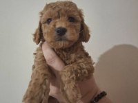 Anne altından 2 aylık poodle yavrular