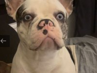 French Bulldog Blue Köpeğimiz