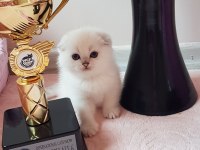 Şampiyon atalardan yavru kediler