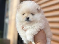 45 Günlük Erkek Pomeranian Boo