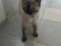 Sahiplendirilecek Kedimiz