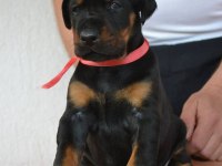 Irk Garantili Doberman Yavruları
