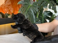 Rengarenk French Bulldog Yavrularım Rezerveye Açık