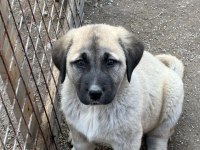 Orijinal Safkan Kangal Yavrular