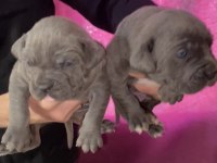 Blue erkek cane corso yavrularımız