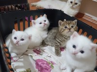 British Shorthair Kardeşler Yuva Arıyor