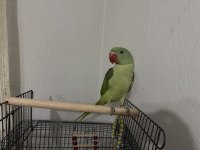 4.5 aylık erkek jumbo alexander papağanı