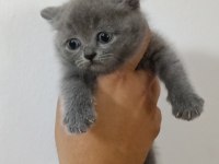 A kalite british shorthair bebekler
