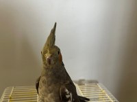 Eğitimli Yavru Ele Kola Gelen Dişi Sultan Papağanı