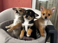 2.5 aylık chihuahua yavruları 2 erkek ve 1 dişi