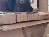 British Shorthair Ücretsiz Sahiplendirme