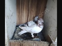 Kırmızı Şallı Erkek Tip Güvercin