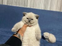 Safkan British Shorthair Yavrularımız