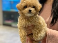 Sevimli Maltipoo Yavruları