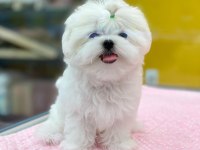 %100 Orjinal Maltese Yavruları