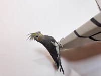 Sultan papağanlar sahiplendirilecek