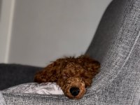Red Brown Toy Poodle 7 Aylık