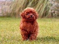 A Kalite Poodle Bebeklerimiz