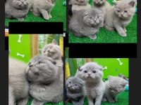 2 aylık dişi ve erkek minik scottish fold yavrular